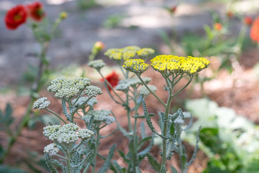 Both the flower and foliage of Yarrow makes it a great plant for your cutting garden, flower arrangements and bouquets.