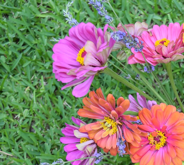 Flowers for cutting garden: zinnias are one of the best cut flowers to grow