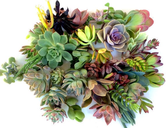 A variety of succulents.