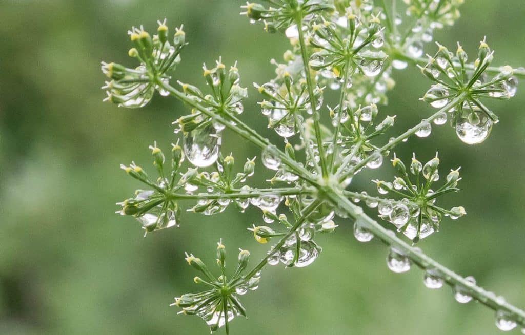 dill with dew