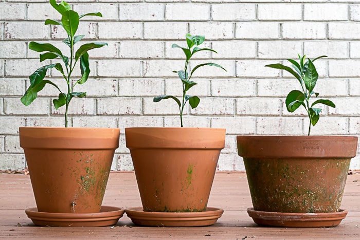 DIY Cold Frame: Meyer Lemon seedlings in clay pots
