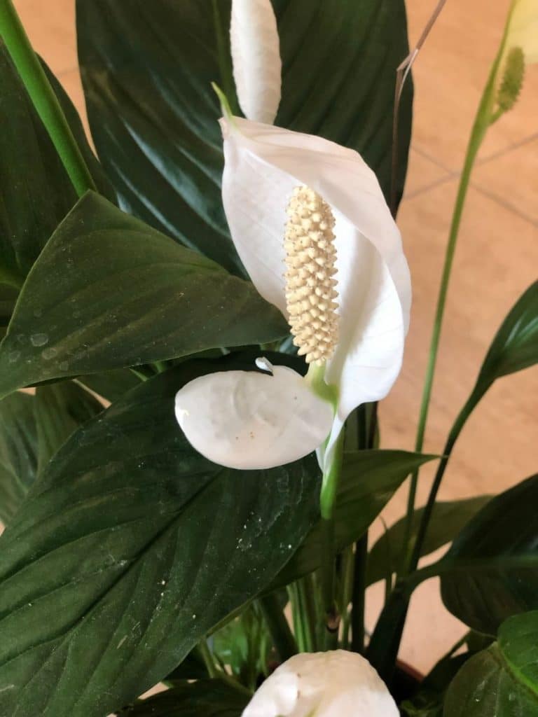 Peace lily flower.