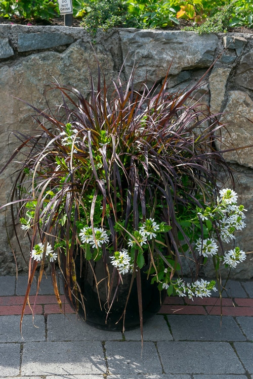 Planter containing miscanthus and white fan flower