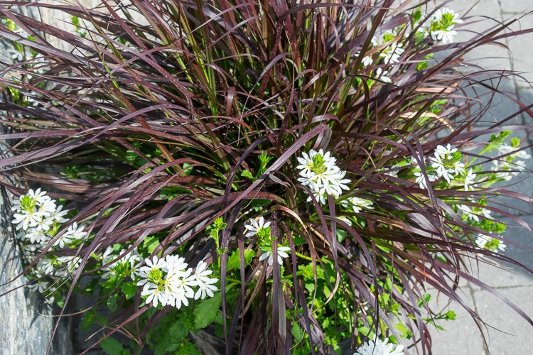 High Contrast Container Garden with dark brown grass and white flowers