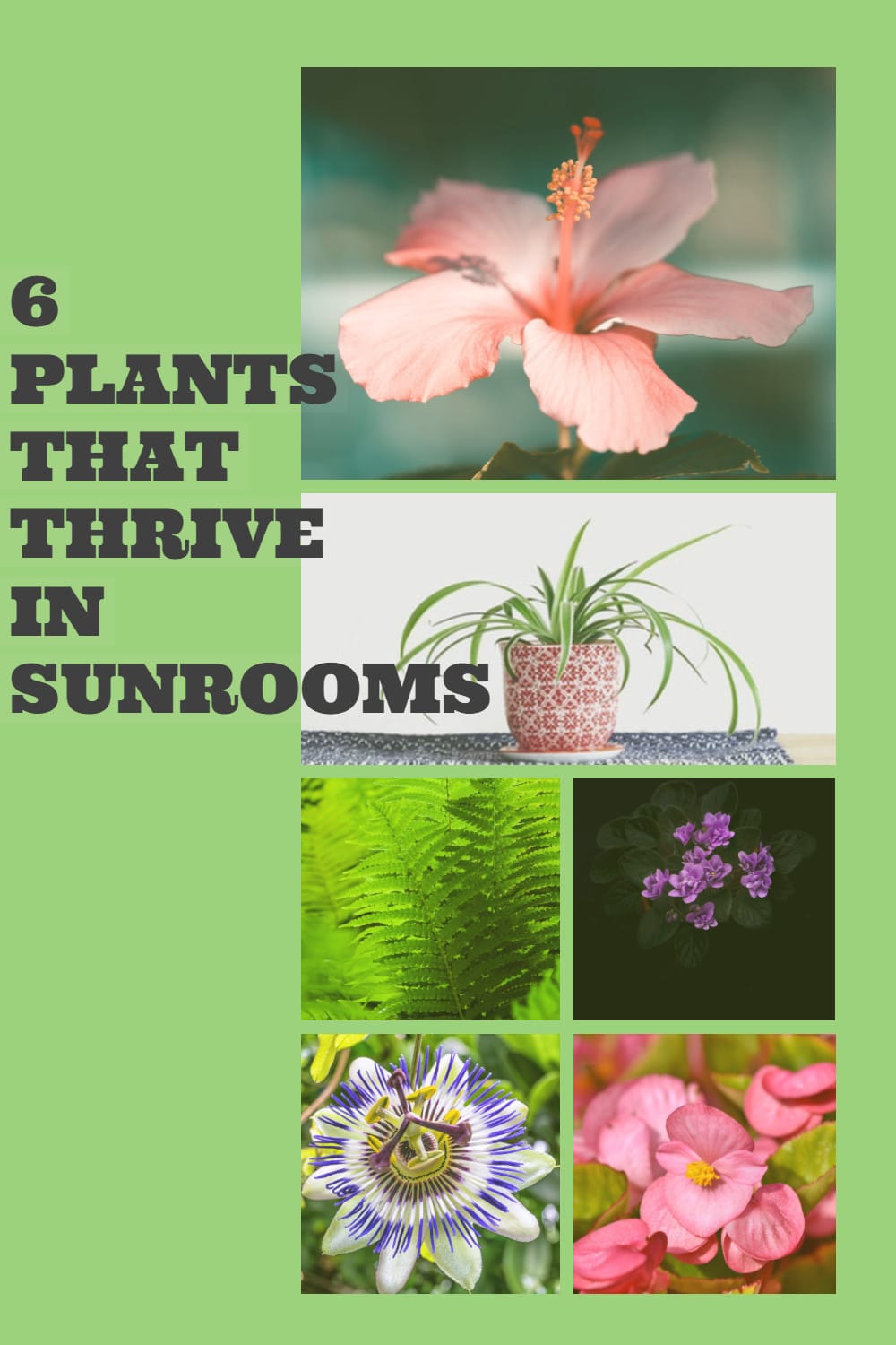pin showing 6 plants that thrive in sunrooms