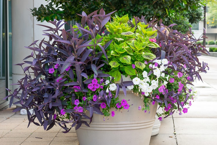 Flower pot containing purple and green plants and flowers