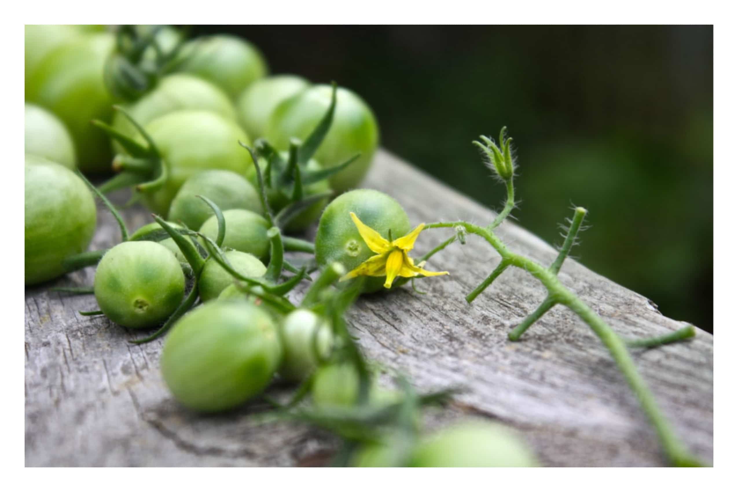 A branch of green tomatoes.