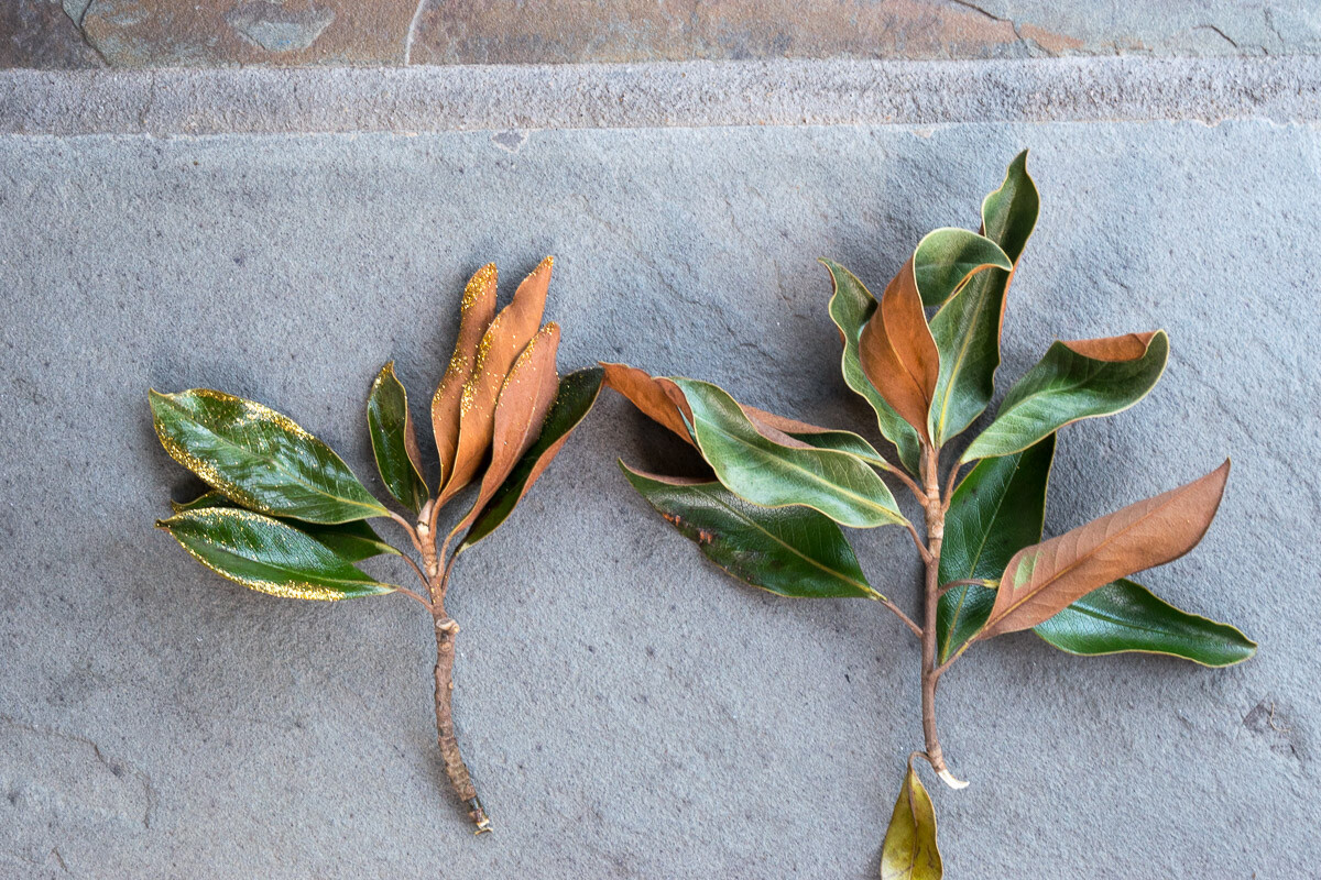 showing magnolia leaves treated with foliage sealer and not treated