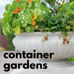 Strawberries and Nasturtium in Container Garden