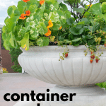 Container Garden with Strawberries and Nasturtium