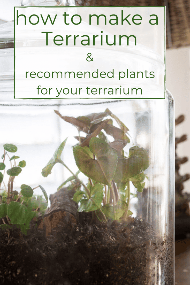 How to Make a Terrarium · Nourish and Nestle