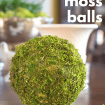 Moss Ball on Table
