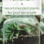 A terrarium