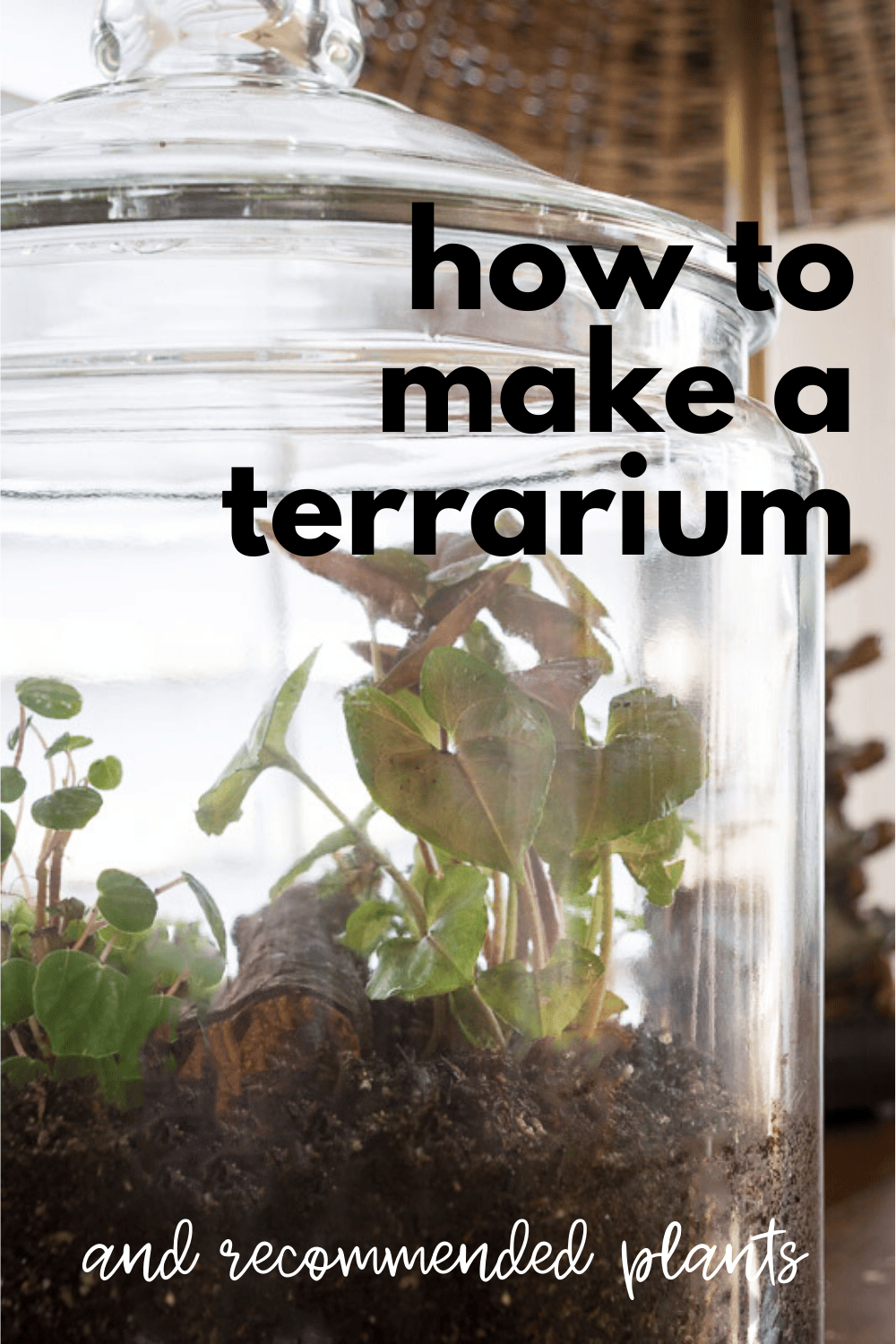 How to Make a Terrarium · Nourish and Nestle