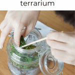 Making a Terrarium