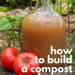 compost tea and tomatoes