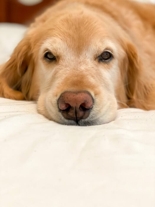 A large brown dog lying on a bed
