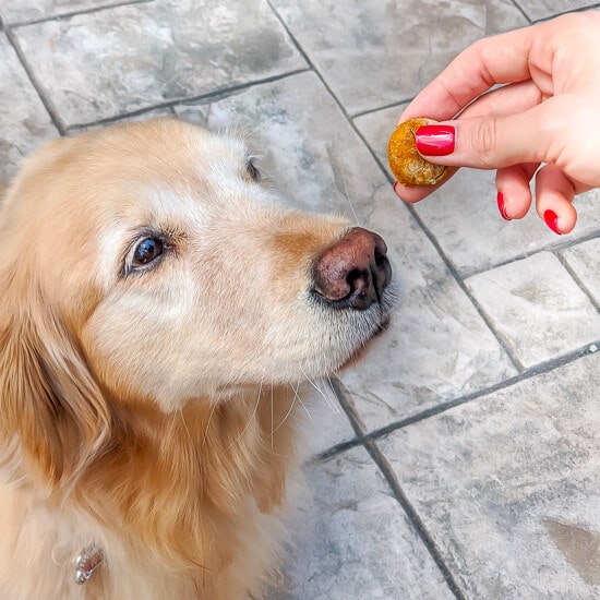 A dog looking a treat held in a hand.