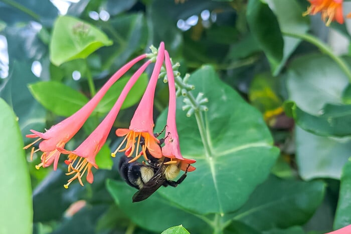 Bee on honeysuckle flower.