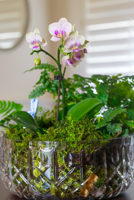 Focus on Orchid in finished tabletop garden