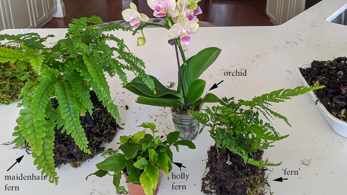 Four plants labelled.