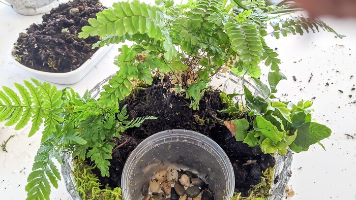 Three ferns in bowl, with dirt and moss