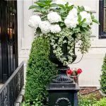 Container garden in a black urn featuring white hydrangea and ivy.
