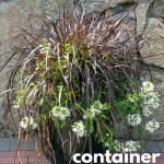Container Garden featuring black grass and white flowers against a stone wall.
