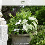 Container Garden with White Caladium and Impatiens and a Macho Fern