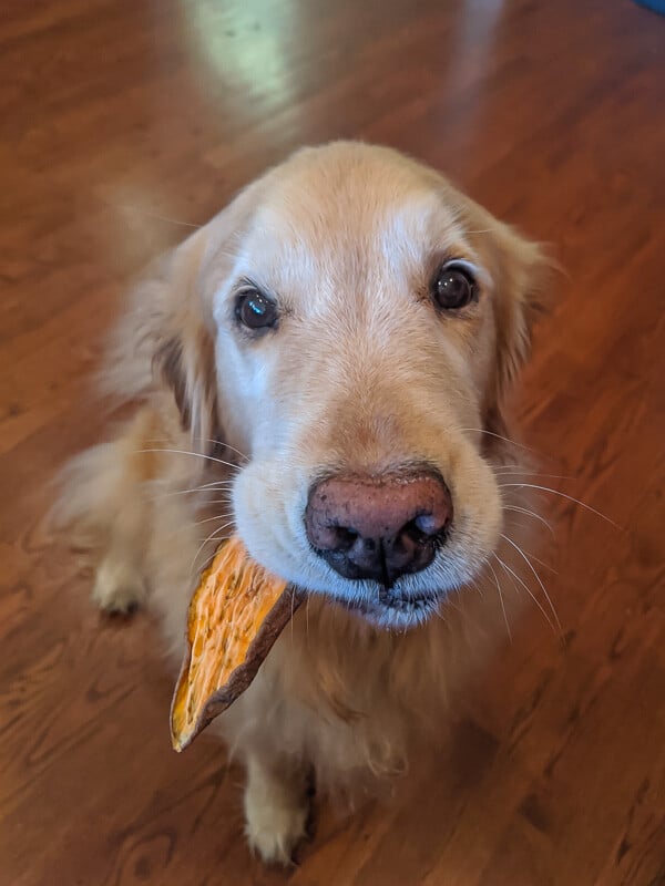 A dog looking at the camera with a dehydrated sweet potato slice in her mouth.