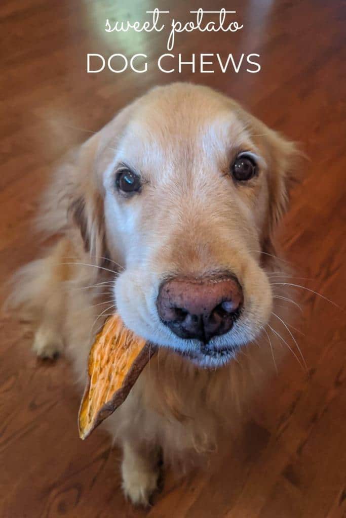 Sweet, sugar-faced Golden Retriever with a Sweet Potato Dog Chew in her mouth.