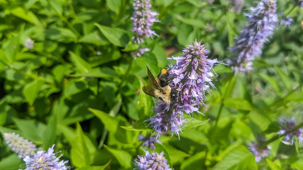 Bee on anise hyssop.