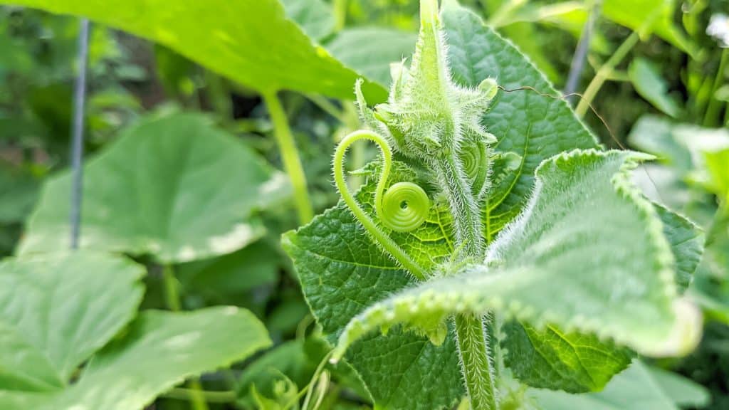 Cucumber tendril