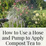 A hose spraying compost tea on flowers in a cutting garden..