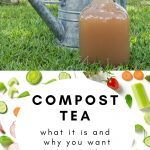 Jug of compost tea with a metal watering can in the background.