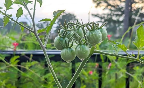 Green tomatoes with dew
