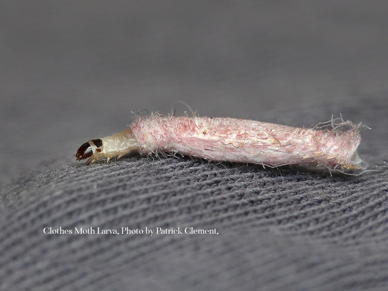 the larva of a moth that eats clothes