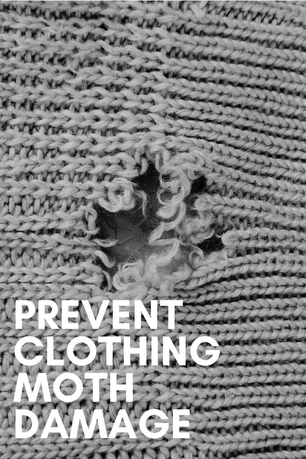 Keep the Moths that Eat Clothes Out of Your Home · Nourish and Nestle