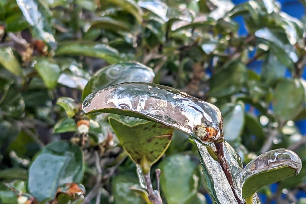 A close up of a tree branch with ice.