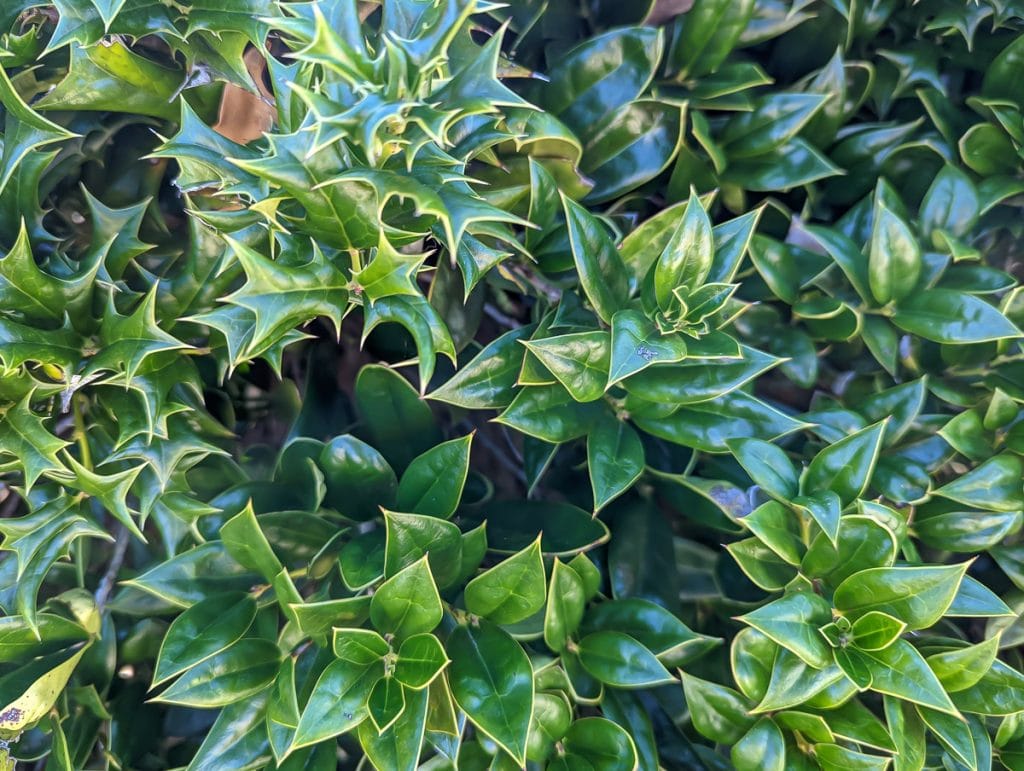 A close-up of holly leaves.