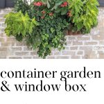 Window box with coleus and ivy.