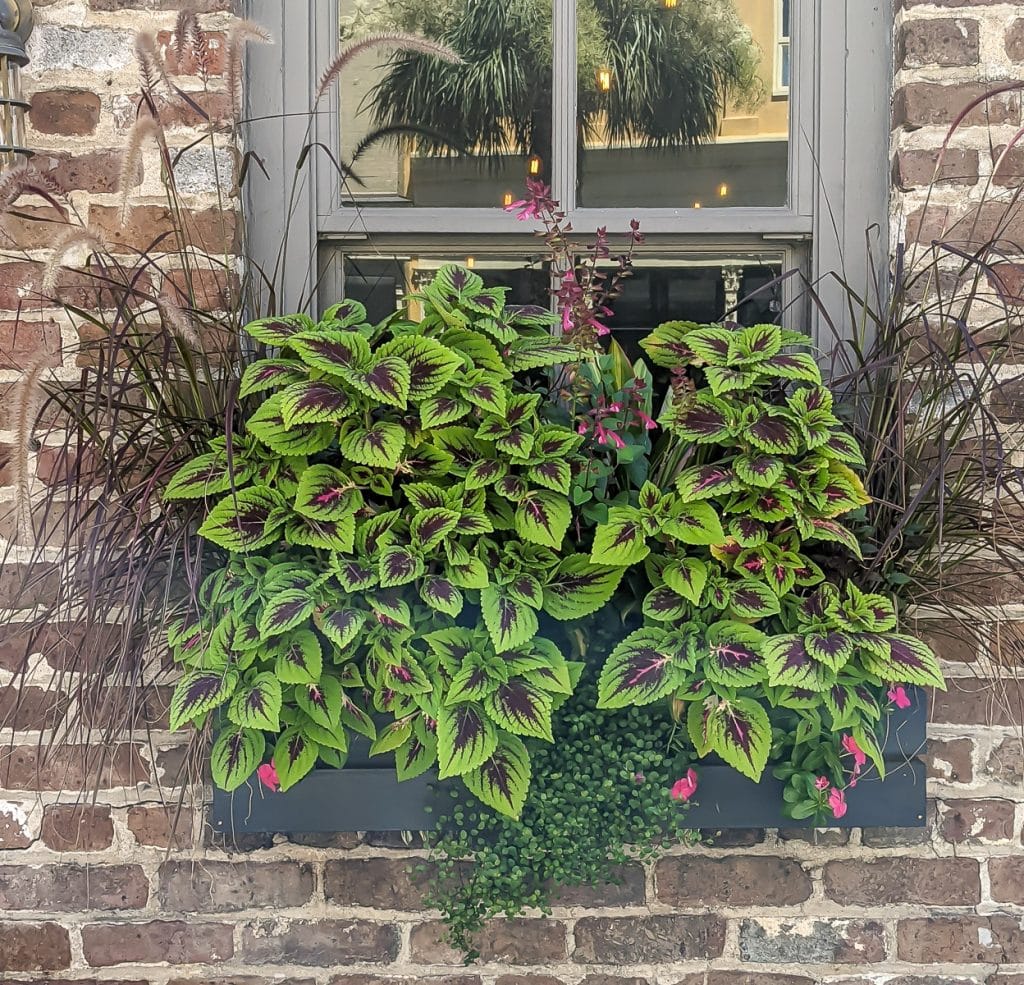 Window box with coleus and grass.