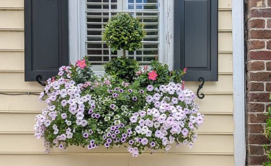 Topiary and petunias in window box.