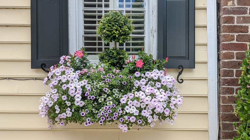 Window box with boxwood topiary and petunias.