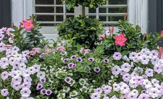 cropped-boxwood-topiary-and-petunias-1536x864-1.jpg