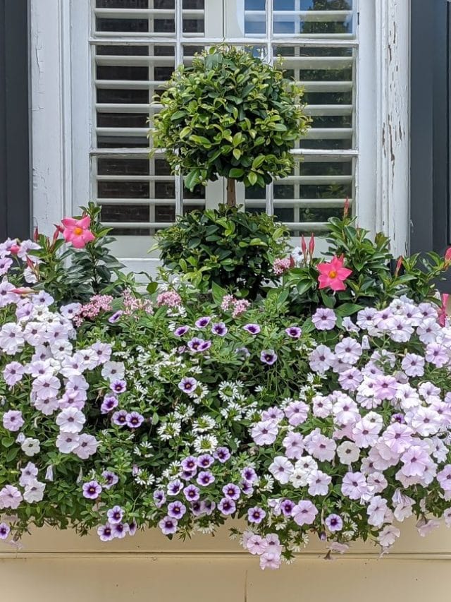 cropped-boxwood-topiary-and-petunias-1536x864-1.jpg