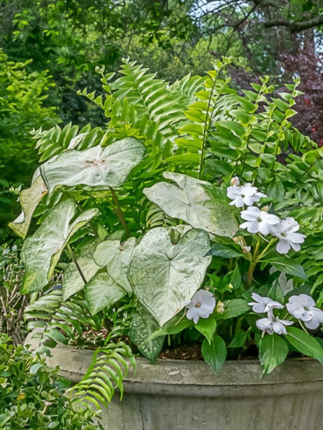 cropped-fern-container-gardern-1.jpg