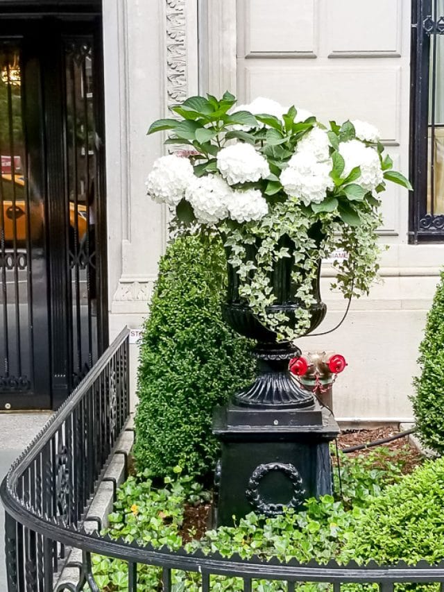 cropped-white-hydrangea-1-1.jpg