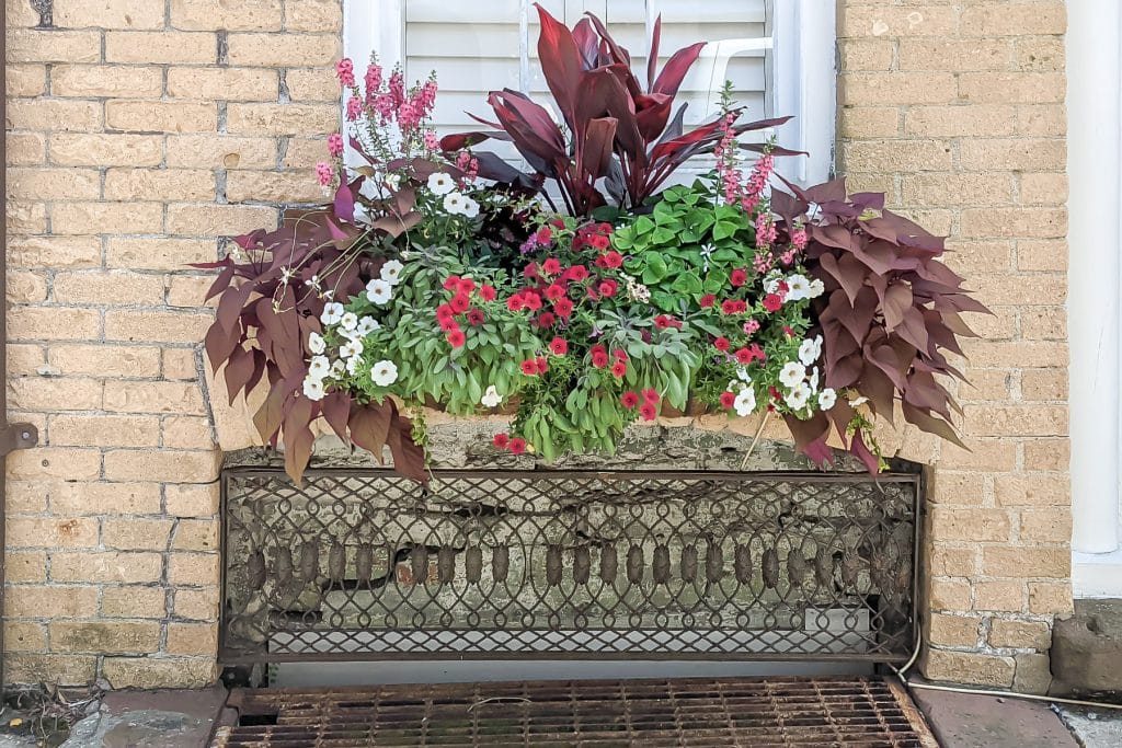 Window box with red ti plant, red sweet potato vine and red petunia.