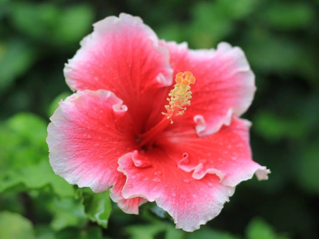 A close up of a hibiscus flower